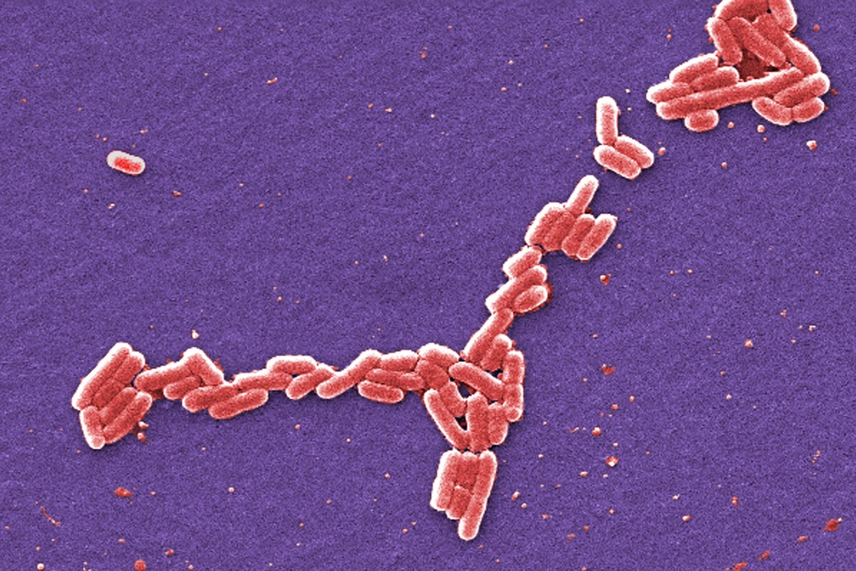 Dozen people struck down by E coli outbreak after eating organic walnuts as two battle deadly disease